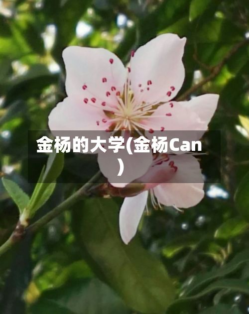 金杨的大学(金杨Can)