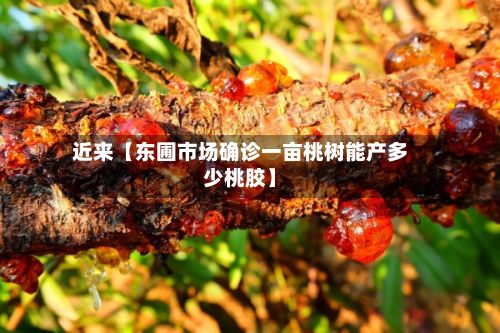 近来【东圃市场确诊一亩桃树能产多少桃胶】