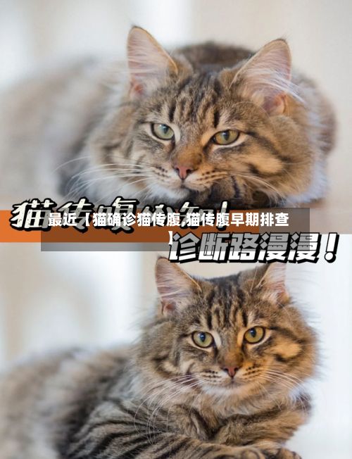 最近【猫确诊猫传腹,猫传腹早期排查】